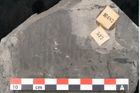 Foto (Detailansicht) von Taeniopteris vittata Brongniart (NHMW-GEO-2024-0188-10487)